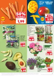 Gazetka promocyjna Kaufland - Gazetka tygodnia - Gazetka - ważna od 19.03 do 19.03.2025 - strona 15 - produkty: Por, Dzwonek, Morela, Sałat, Gres, Mango