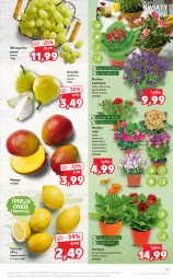 Gazetka promocyjna Kaufland - OFERTA TYGODNIA - Gazetka - ważna od 10.03 do 10.03.2021 - strona 17 - produkty: Gerber, Róża, Dzwonek, Cytryny, Kalanchoe, Gruszki, Winogrona, Wino, Mango