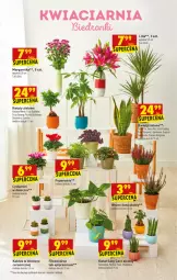 Gazetka promocyjna Biedronka - W tym tygodniu - Gazetka - ważna od 11.09 do 11.09.2021 - strona 61 - produkty: Sok, Ser, Gin, Acer, Kaktus, Wazon, , Fa