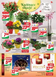 Gazetka promocyjna Dino - Gazetka - Gazetka - ważna od 25.01 do 25.01.2022 - strona 15 - produkty: Tulipan, Prymula, Róża, Praliny, Storczyk, Bukiet, Merci