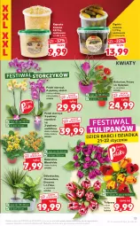 Gazetka promocyjna Kaufland - OFERTA TYGODNIA - Gazetka - ważna od 27.01 do 27.01.2021 - strona 13 - produkty: NBA, Tulipan, Chia, Kalanchoe, Storczyk, Bukiet, Flora