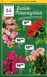 Gazetka promocyjna Netto - Artykuły spożywcze - Gazetka - ważna od 14.10 do 14.10.2023 - strona 24 - produkty: Róża, Bukiet