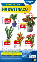 Gazetka promocyjna Lidl - GAZETKA - Gazetka - ważna od 11.01 do 11.01.2023 - strona 59 - produkty: Sok, Gry, Tulipan, Cień, O nas, Mola, Bukiet
