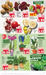 Gazetka promocyjna Kaufland - OFERTA TYGODNIA - Gazetka - ważna od 10.02 do 10.02.2021 - strona 19 - produkty: Gra, Hiacynt, Granat, Truskawki, Kiwi, Tera, Pomelo, Storczyk, Winogrona, Wódka, Wino