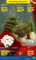 Gazetka promocyjna Lidl - GAZETKA - Gazetka - ważna od 29.11 do 29.11.2025 - strona 65 - produkty: Kask, Gwiazda, Osłonka