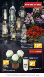 Gazetka promocyjna Aldi - Pełny katalog - Gazetka - ważna od 29.10 do 29.10.2022 - strona 27 - produkty: Sok, Chryzantema, Znicz, Olej