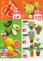 Gazetka promocyjna Kaufland - Gazetka tygodnia - Gazetka - ważna od 16.07 do 16.07.2025 - strona 19 - produkty: Chryzantema, Kalanchoe, Arbuz, Grunt, Grejpfrut, Fa