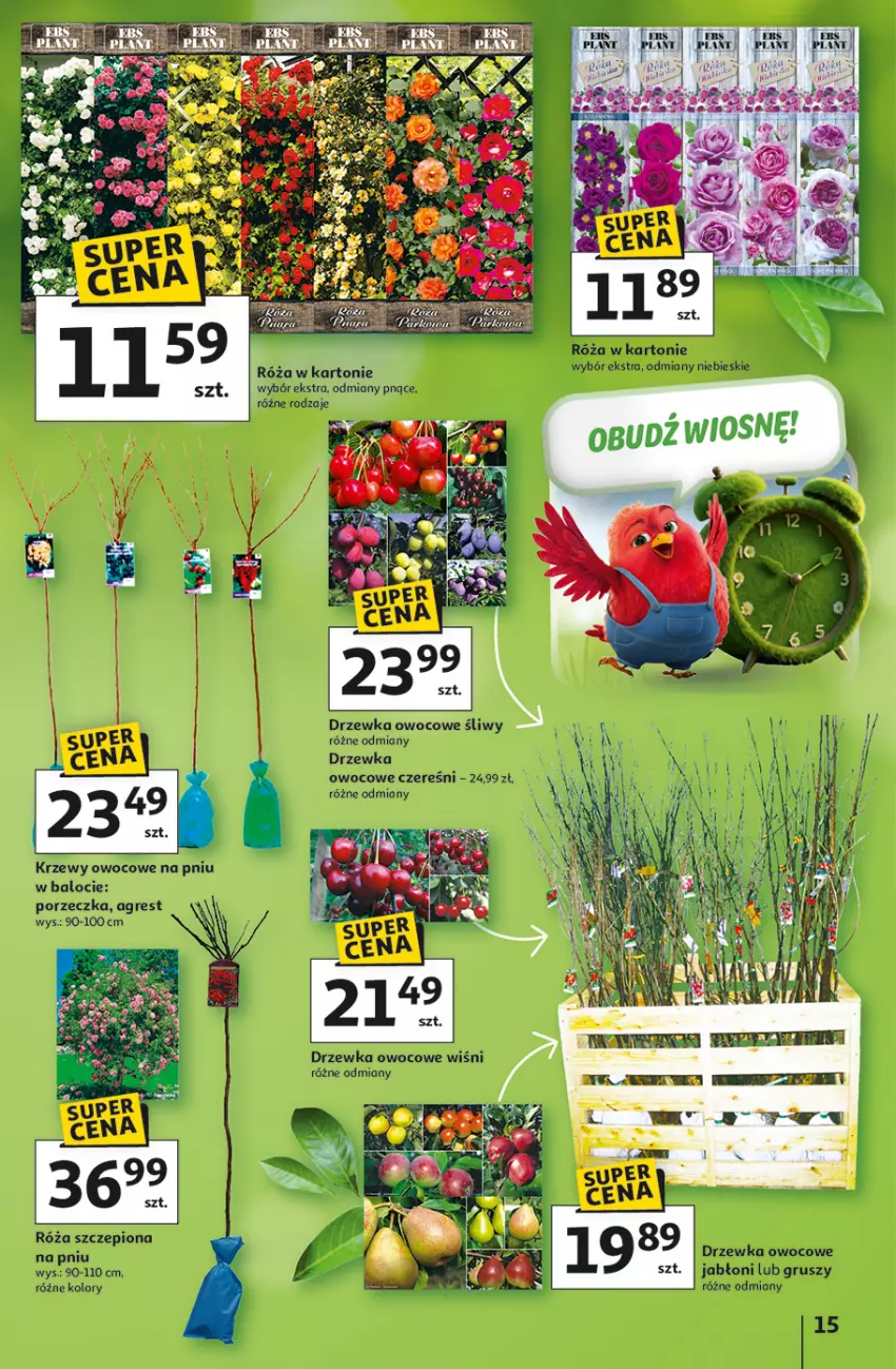 Gazetka promocyjna Auchan - 30 Lat Hipermarket - ważna 05.03 do 11.03.2026 - strona 15 - produkty: Sati, Znicz