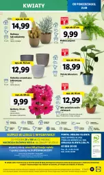 Gazetka promocyjna Lidl - GAZETKA - Gazetka - ważna od 27.08 do 27.08.2023 - strona 57 - produkty: Sok, Por, Gry, Gerber, Kaktus, Cień, O nas, Tera, Mola, Bukiet, Sukulent, Osłonka, Fa