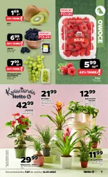 Gazetka promocyjna Netto - Od Poniedziałku - Gazetka - ważna od 12.07 do 12.07.2025 - strona 7 - produkty: Kiwi, Bromelia, Owoce, Wino