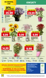 Gazetka promocyjna Lidl - GAZETKA - Gazetka - ważna od 30.06 do 30.06.2024 - strona 40 - produkty: Sok, Por, Gra, Cień, O nas, Mola, Bukiet