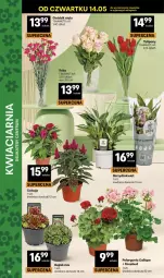 Gazetka promocyjna Delikatesy Centrum - Franczyza DC20 Czwartek - Gazetka - ważna od 20.05 do 20.05.2026 - strona 10 - produkty: Rum, Tulipan, Róża, Bukiet