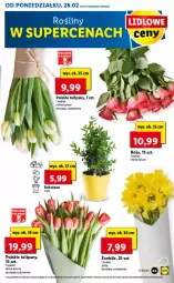 Gazetka promocyjna Lidl - GAZETKA - Gazetka - ważna od 02.03 do 02.03.2022 - strona 63 - produkty: Tulipan, Bukiet, Fa