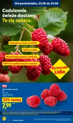 Gazetka promocyjna Lidl - Gazetka ważna od 22.06 do 24.06 - Gazetka - ważna od 24.06 do 24.06.2026 - strona 36 - produkty: Piec, Warzywa, Wazon, Maliny, Owoce, LG