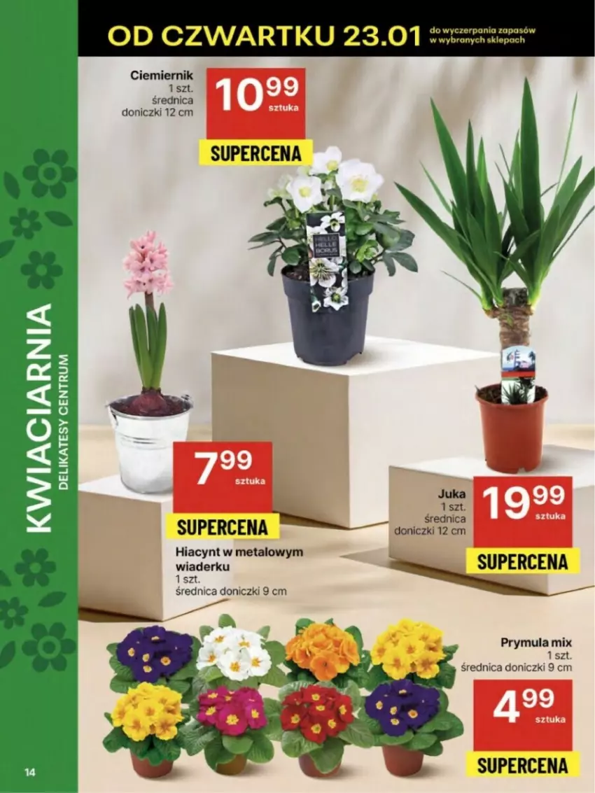 Gazetka promocyjna Delikatesy Centrum - ważna 23.01 do 29.01.2025 - strona 6 - produkty: Hiacynt, Prymula