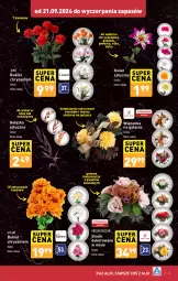 Gazetka promocyjna Aldi - Znicze i kwiaty - Gazetka - ważna od 31.10 do 31.10.2024 - strona 3 - produkty: Piwo, Róża, Chryzantema, Bukiet