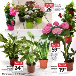 Gazetka promocyjna Intermarche - Gazetka - ważna od 05.06 do 05.06.2024 - strona 22 - produkty: Tera