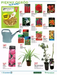 Gazetka promocyjna E Leclerc - Gazetka - ważna od 12.03 do 12.03.2022 - strona 6 - produkty: Piwo, Cebula, Konewka, Zdrowie, Vita C, Mentos, Flora, Miecz