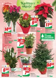 Gazetka promocyjna Dino - Gazetka 51 - Gazetka - ważna od 23.12 do 23.12.2023 - strona 22 - produkty: Sok, Gin, Róża, Kask, Kalanchoe, Gwiazda, Bukiet