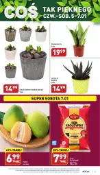 Gazetka promocyjna Aldi - Pełny katalog - Gazetka - ważna od 07.01 do 07.01.2022 - strona 21 - produkty: Ser, Królewski, Pomelo, Sukulent