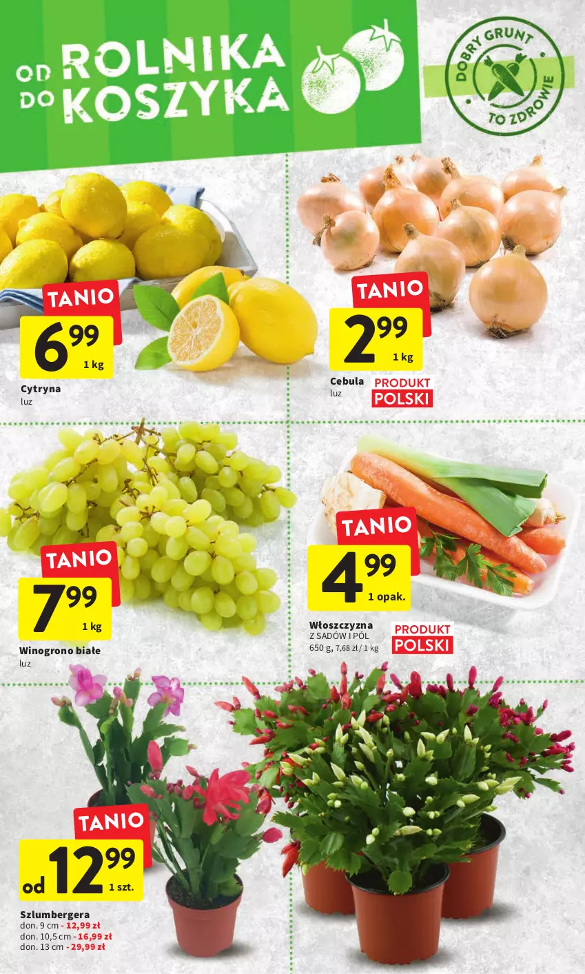 Gazetka promocyjna Intermarche - Gazetka Intermarche - ważna 24.11 do 30.11.2022 - strona 14 - produkty: Cebula, Szlumbergera, Wino