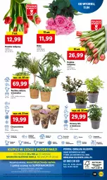 Gazetka promocyjna Lidl - GAZETKA - Gazetka - ważna od 12.04 do 12.04.2023 - strona 45 - produkty: Sok, Por, Gry, Tulipan, Chryzantema, Cień, Kosz, O nas, Mola, Bukiet