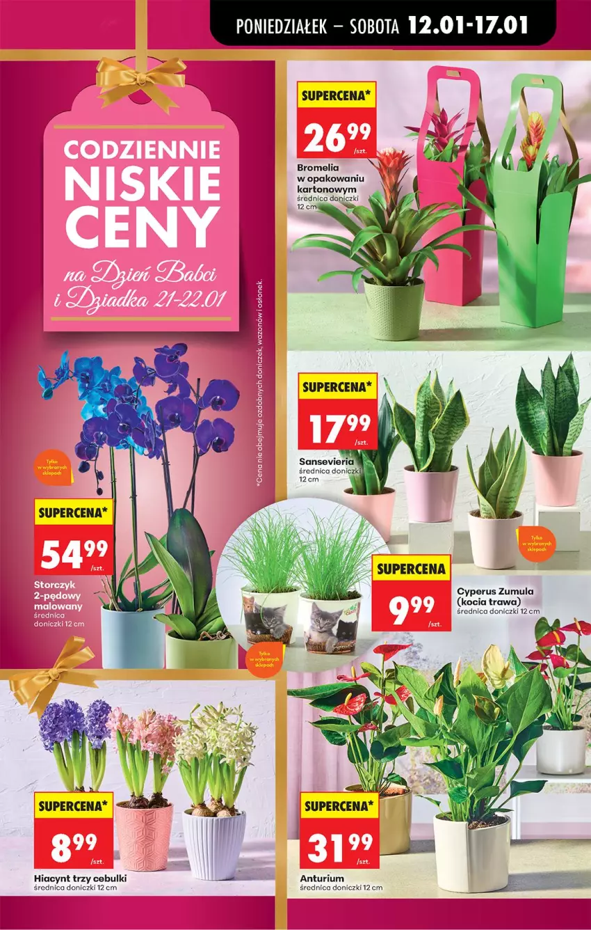 Gazetka promocyjna Biedronka - Gazetka - ważna 12.01 do 19.01.2026 - strona 15 - produkty: Bromelia, Hiacynt, Koc, Kocia trawa, Wazon