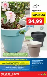 Gazetka promocyjna Lidl - GAZETKA - Gazetka - ważna od 26.02 do 26.02.2022 - strona 43 - produkty: Gry, Mola, Osłonka