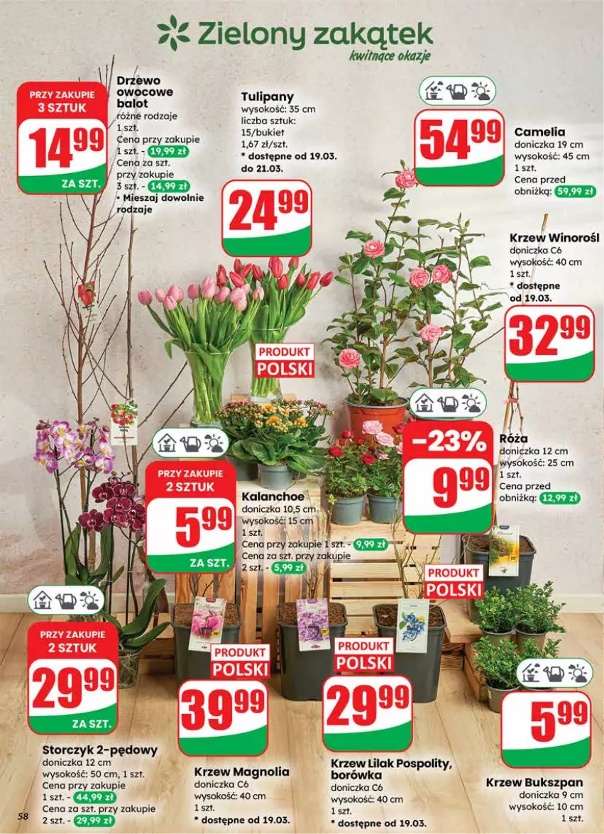 Gazetka promocyjna Dino - Gazetka 12 / 2026 - ważna 18.03 do 24.03.2026 - strona 58 - produkty: Borówka, Bukiet, Kalanchoe, Róża, Sok, Storczyk, Tulipan, Wino
