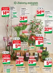 Gazetka promocyjna Dino - Gazetka 12 / 2026 - Gazetka - ważna od 24.03 do 24.03.2026 - strona 58 - produkty: Sok, Borówka, Tulipan, Róża, Kalanchoe, Storczyk, Bukiet, Wino