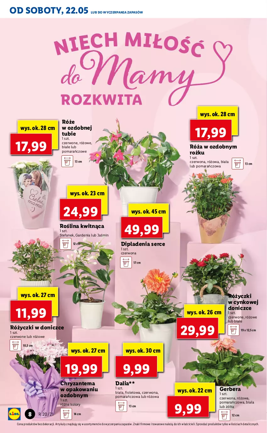 Gazetka promocyjna Lidl - GAZETKA - ważna 20.05 do 22.05.2021 - strona 8 - produkty: Chryzantema, Cynk, Fa, Gerber, Róża, Ser