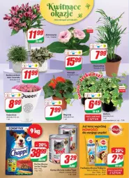 Gazetka promocyjna Dino - Gazetka - Gazetka - ważna od 15.06 do 15.06.2021 - strona 16 - produkty: Chappi, Kalanchoe, Tera, Mars, Bukiet, Pedigree