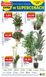 Gazetka promocyjna Lidl - GAZETKA - Gazetka - ważna od 28.08 do 28.08.2022 - strona 55 - produkty: Sok, Por, Cyklamen, Cień, O nas, Storczyk