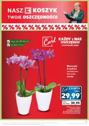 Gazetka promocyjna Kaufland - Gazetka tygodnia - Gazetka - ważna od 17.04 do 17.04.2024 - strona 35 - produkty: Kosz, Storczyk, Maliny