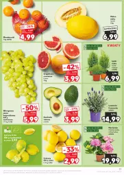 Gazetka promocyjna Kaufland - Gazetka tygodnia - Gazetka - ważna od 17.04 do 17.04.2024 - strona 37 - produkty: Mandarynki, Cytryny, Siatka, Winogrona, Wino, Melon, Grejpfrut