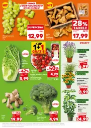 Gazetka promocyjna Kaufland - Mocny Start - Gazetka - ważna od 09.07 do 09.07.2025 - strona 11 - produkty: Top, Koc, Chryzantema, Winogrona, Kocia trawa, Wino, Grunt, Pomidory