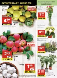 Gazetka promocyjna Delikatesy Centrum - NOWA GAZETKA Delikatesy Centrum od 26 września! 26.09-02.10.2024 - Gazetka - ważna od 02.10 do 02.10.2024 - strona 19 - produkty: Rum, Czosnek, Kalanchoe, Gruszki, Bukiet, Jabłka