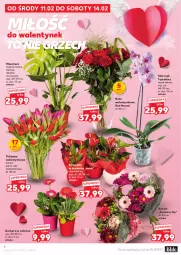 Gazetka promocyjna Kaufland - Gazetka tygodnia - Gazetka - ważna od 18.02 do 18.02.2026 - strona 6 - produkty: Ser, Koc, Gerber, Tulipan, Tera, Storczyk, Bukiet