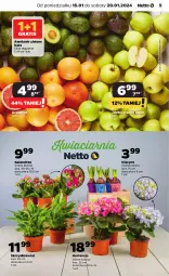 Gazetka promocyjna Netto - Artykuły spożywcze - Gazetka - ważna od 20.01 do 20.01.2024 - strona 5 - produkty: Gra, Hiacynt, Kalanchoe, Grejpfrut