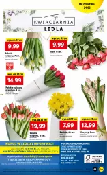 Gazetka promocyjna Lidl - GAZETKA - Gazetka - ważna od 27.03 do 27.03.2022 - strona 63 - produkty: Gry, Hiacynt, Tulipan, Mola