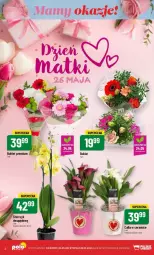 Gazetka promocyjna PoloMarket - Gazetka - ważna od 28.05 do 28.05.2024 - strona 12 - produkty: Storczyk, Bukiet