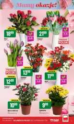 Gazetka promocyjna PoloMarket - Gazetka - ważna od 28.05 do 28.05.2024 - strona 23 - produkty: Róża, Kalanchoe, Bukiet