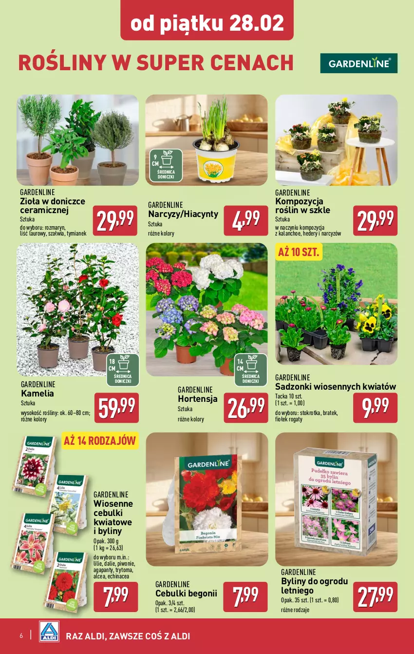 Gazetka promocyjna Aldi - Okazje na weekend - ważna 27.02 do 01.03.2025 - strona 6 - produkty: Hiacynt, Kalanchoe, Laur, Narcyz, Piwo, Sok, Zioła w doniczce