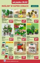 Gazetka promocyjna Aldi - Okazje na weekend - Gazetka - ważna od 01.03 do 01.03.2025 - strona 6 - produkty: Piwo, Sok, Hiacynt, Zioła w doniczce, Kalanchoe, Laur, Narcyz