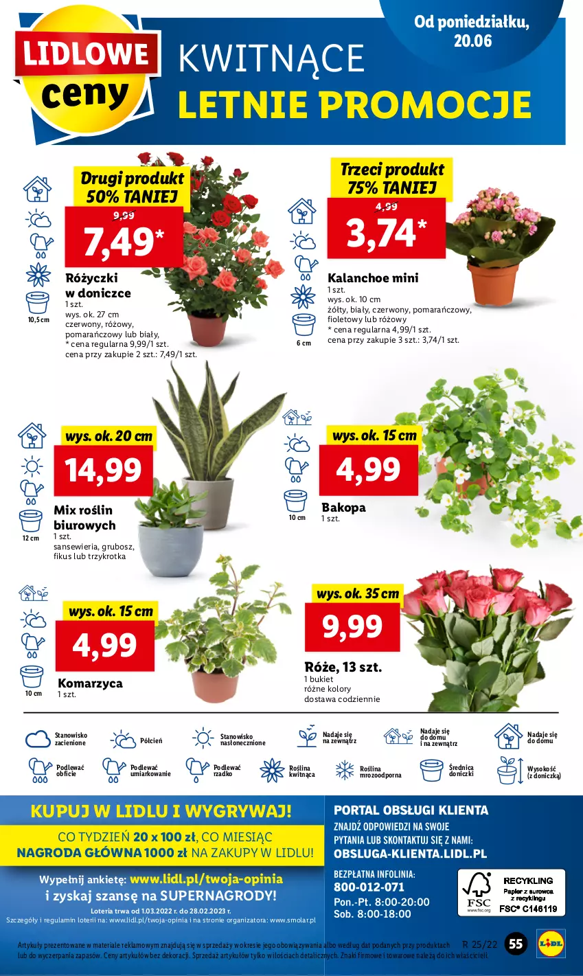 Gazetka promocyjna Lidl - GAZETKA - ważna 20.06 do 22.06.2022 - strona 55 - produkty: Biuro, Bukiet, Cień, Gry, Kalanchoe, Mola, O nas, Por, Sok