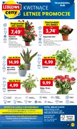 Gazetka promocyjna Lidl - GAZETKA - Gazetka - ważna od 22.06 do 22.06.2022 - strona 55 - produkty: Sok, Por, Gry, Cień, O nas, Kalanchoe, Mola, Bukiet, Biuro