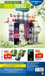 Gazetka promocyjna Lidl - GAZETKA - Gazetka - ważna od 19.04 do 19.04.2023 - strona 43 - produkty: Por, Gry, Pietruszka, Mola