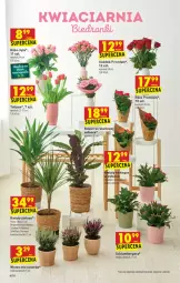Gazetka promocyjna Biedronka - W tym tygodniu - Gazetka - ważna od 20.10 do 20.10.2021 - strona 60 - produkty: Tulipan, Róża, Bukiet, Fa