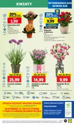 Gazetka promocyjna Lidl - GAZETKA - Gazetka - ważna od 25.06 do 25.06.2025 - strona 63 - produkty: Sok, Por, Gra, Czosnek, Cień, O nas, Portal, Kalanchoe, Laur, Mola, Bukiet