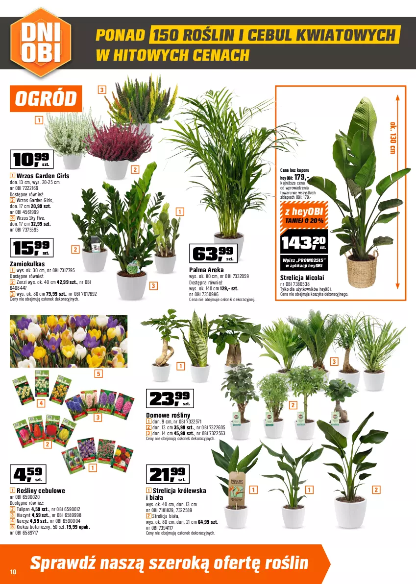 Gazetka promocyjna Obi - Gazetka OBI - ważna 10.09 do 30.09.2025 - strona 10 - produkty: Hiacynt, Kosz, Krokus, Narcyz, Ogród, Palma, Tulipan
